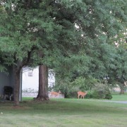IMG0282.jpg