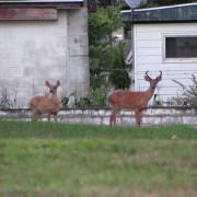 IMG0295.jpg