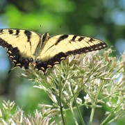 IMG0580.jpg