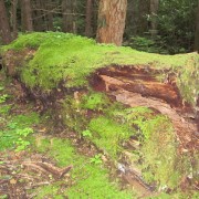 IMG1043.jpg
