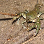 IMG1073.jpg
