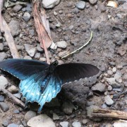IMG1150.jpg