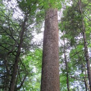 IMG1158.jpg
