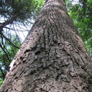 IMG1163.jpg