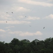 IMG1293.jpg