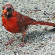 IMG1331.jpg
