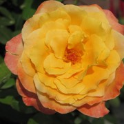IMG1396.jpg