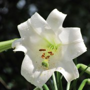 IMG1416.jpg