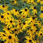 IMG1417.jpg
