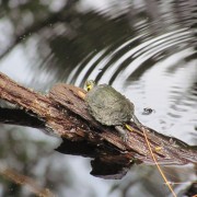 IMG1437.jpg