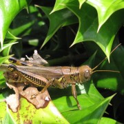 IMG1580.jpg