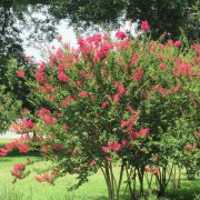 IMG1617.jpg