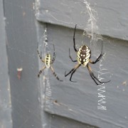 IMG1649.jpg