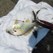IMG1722.jpg