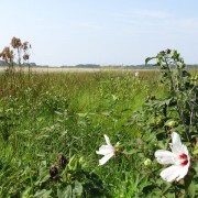 IMG1813.jpg