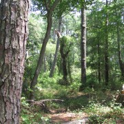IMG1831.jpg