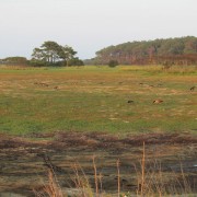 IMG1865.jpg