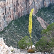 Agave.jpg
