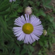Alpine-Daisy-2.jpg
