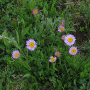 Alpine-Daisy.jpg