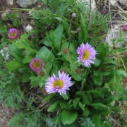 Alpine-Daisy2.jpg