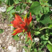 Alpine-Red-Paintbrush.jpg