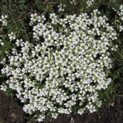 Alpine-Sandwort.jpg