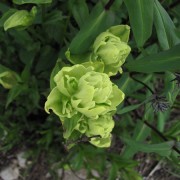 Alpine-White-Paintbrush.jpg
