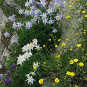 Alpine-flowers-2.jpg