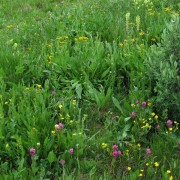 Alpine-flowers.jpg