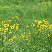 Aspen-Sunflower.jpg