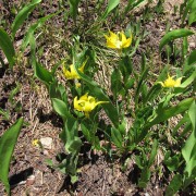 Avalanche-Lily.jpg