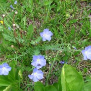 Blue-Flax-2.jpg