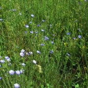 Blue-Flax.jpg