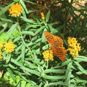 Butterfly-Weed.jpg
