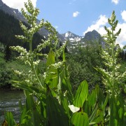 California-False-Hellebore.jpg