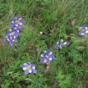 Colorado-Columbine-Flower-2.jpg
