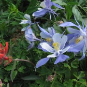 Colorado-Columbine-Flower-3.jpg