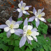 Colorado-Columbine.jpg