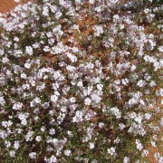 Desert-Phlox.jpg