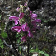 Dusky-Beardtongue.jpg