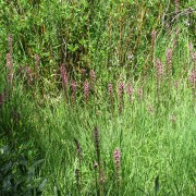 Elephants-Head-Flowers.jpg