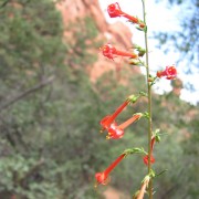 Fairy-Trumpet.jpg