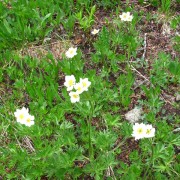 Globeflower-2.jpg