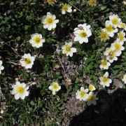 Globeflower-3.jpg