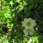 Globeflower.jpg