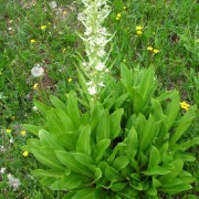 Green-Gentian.jpg