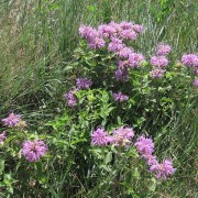 Horsemint.jpg