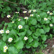 Marsh-Marigold-2.jpg