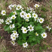 Marsh-Marigold-3.jpg